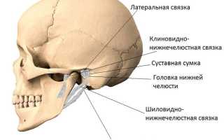 Суставы в теле человека
