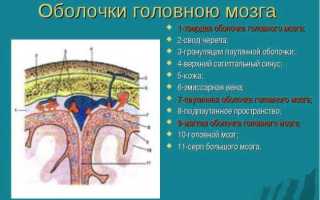 Оболочки головного и спинного мозга