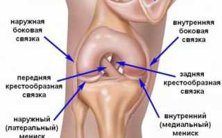 Особенности строения суставов ног